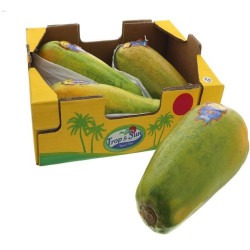 PAPAYE GEANTE FORMOSA 3PCS